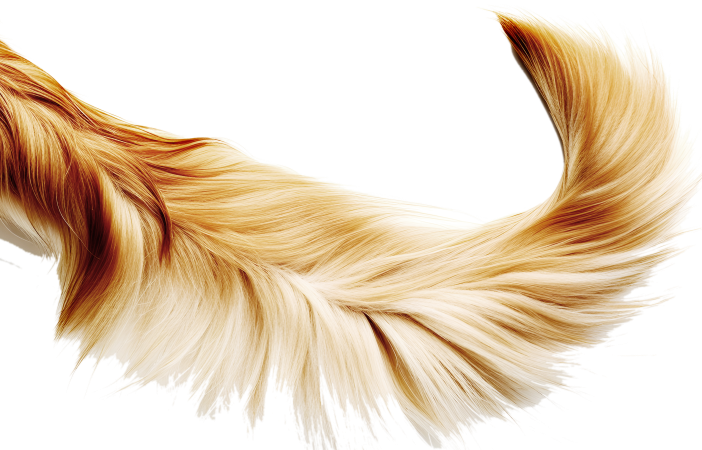 Dog tail