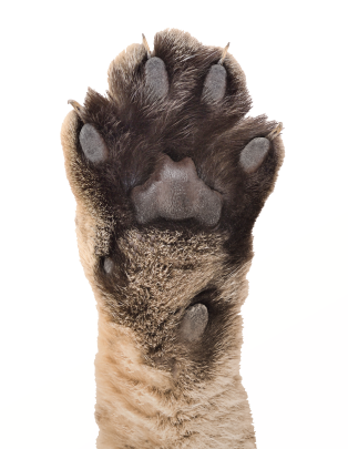 FAQ pg Hero paw