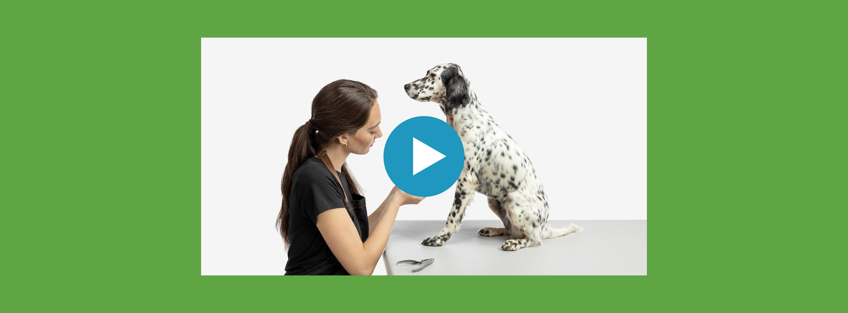 Bark & Mane Grooming Tutorial