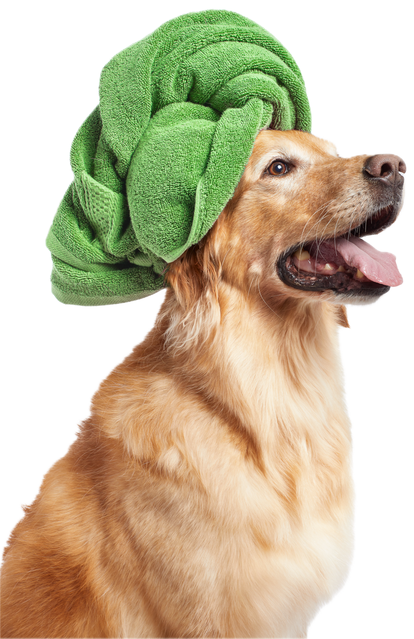 HP_Hero_dog towel-Homepage