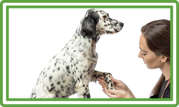 Specials-web-graphics-nail-grinding-pawpad