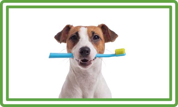 Specials-web-graphics-teeth-brushing