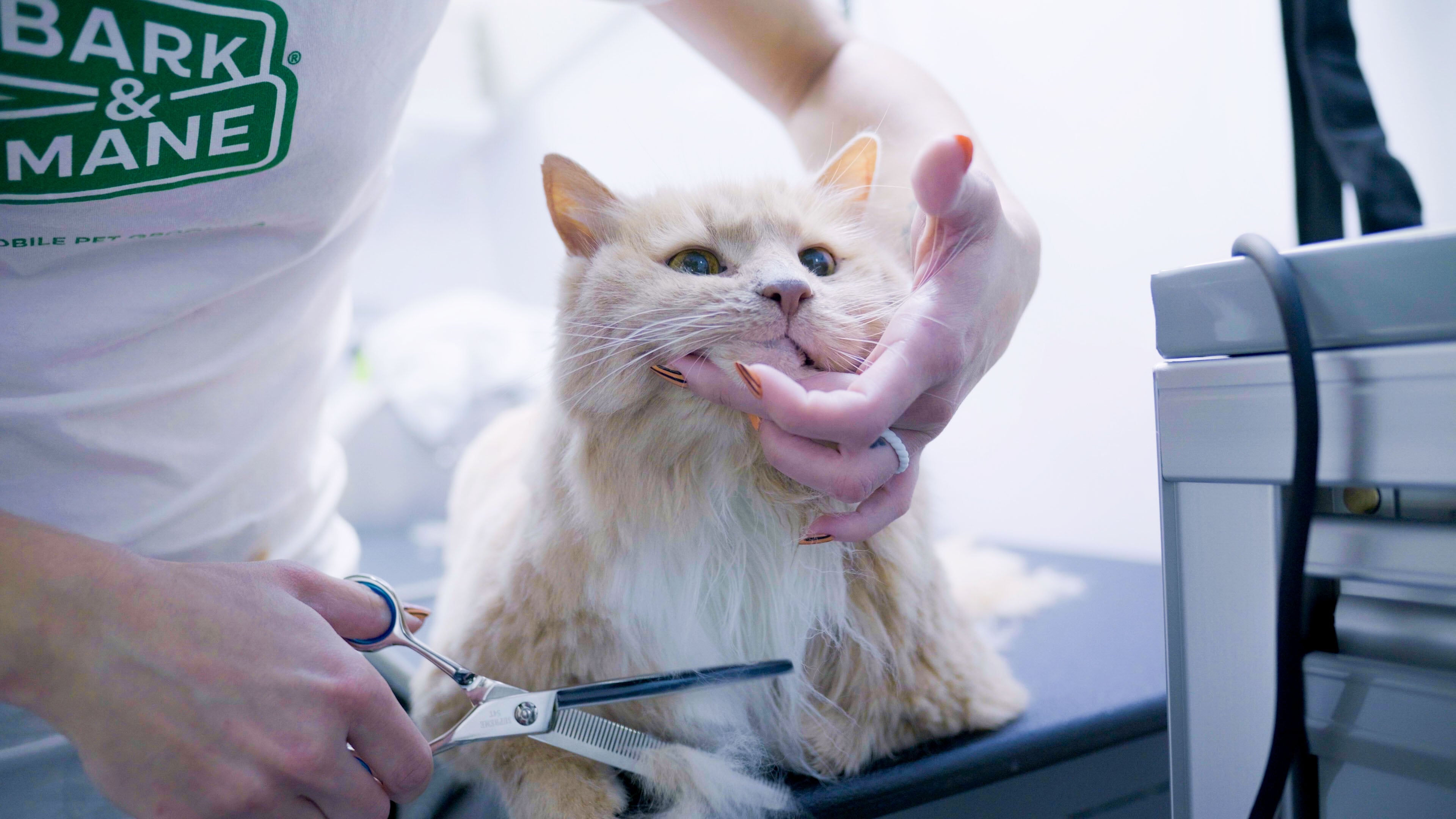 Grommer_Cat Image No 3