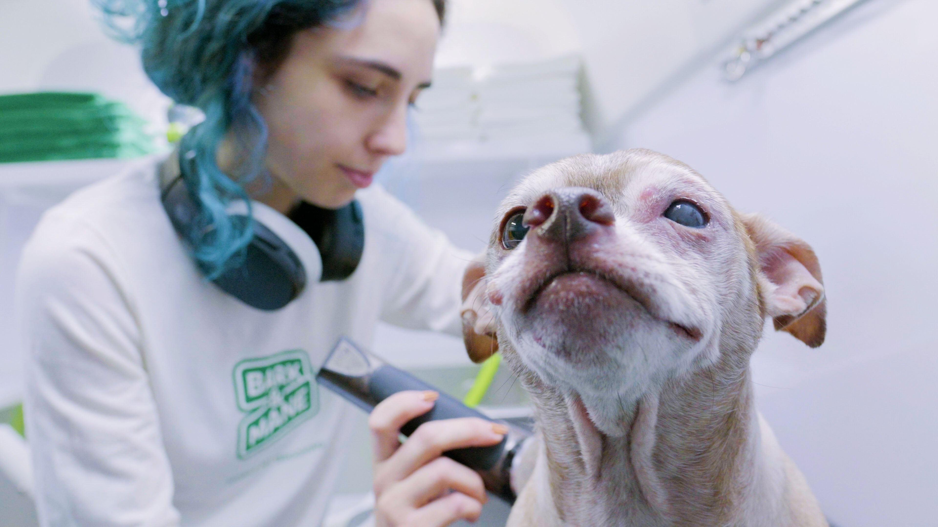 Groomer_Dog Image No 8