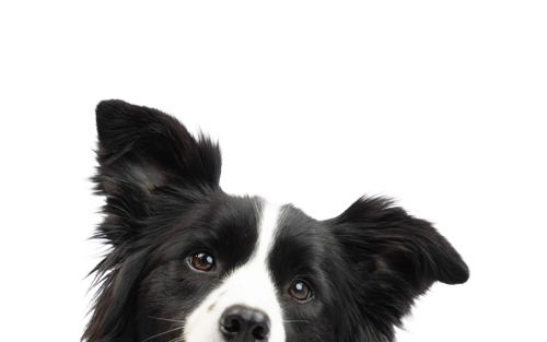 About-us-page--collie (1)