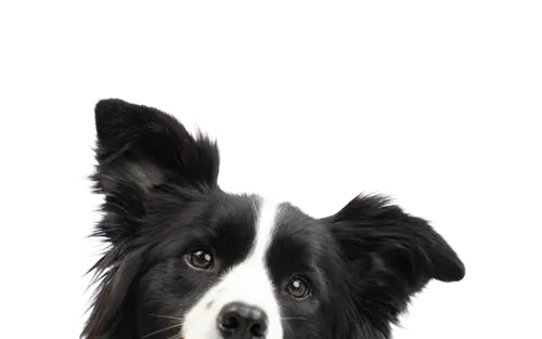 About-us-page--collie (1)