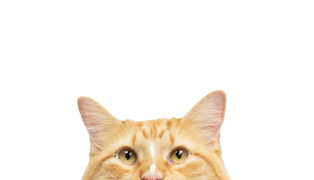AboutUspg_peeking-cat (1)