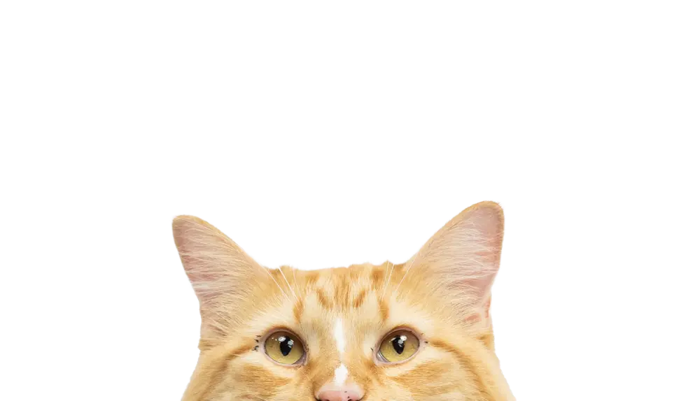 AboutUspg_peeking-cat (1)
