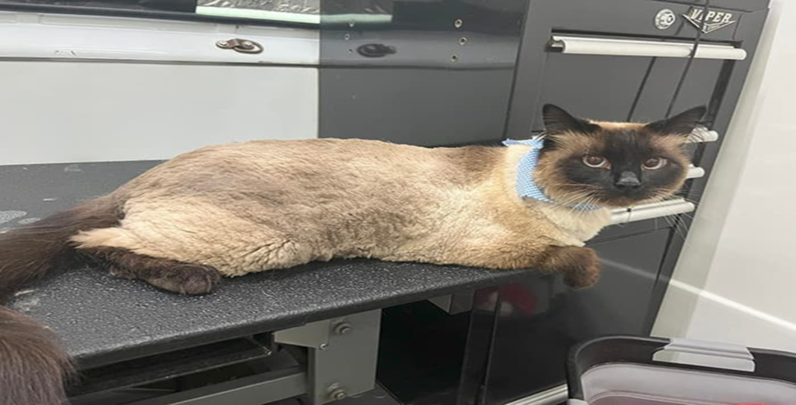Thumbnail Image for When To Take Your Feline To The Cat Groomers