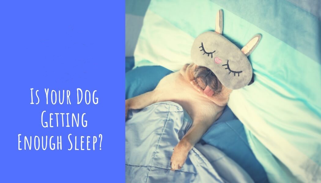 Thumbnail Image for Is Your Dog Getting Enough Sleep?