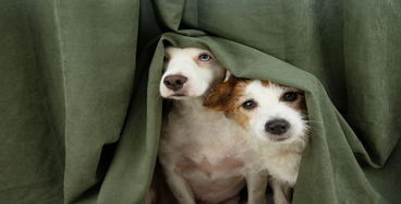 Thumbnail Image for Understanding Your Dog's Grooming Anxiety