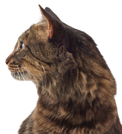 Cat-Service-pg_Cat-second-image