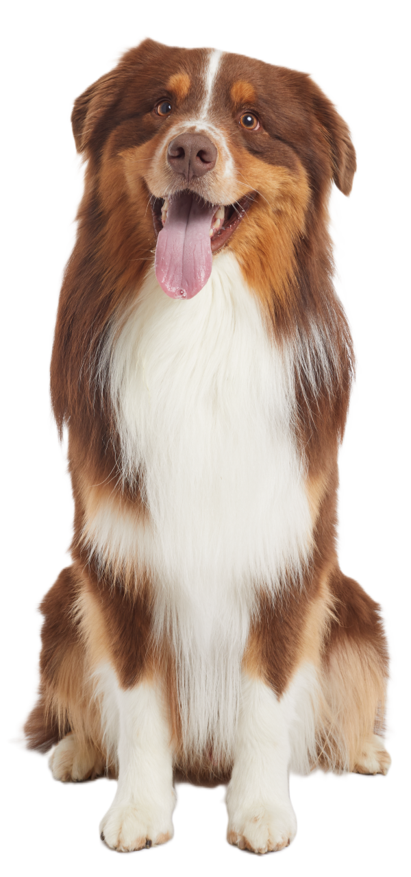 Dog Services pg_Hero