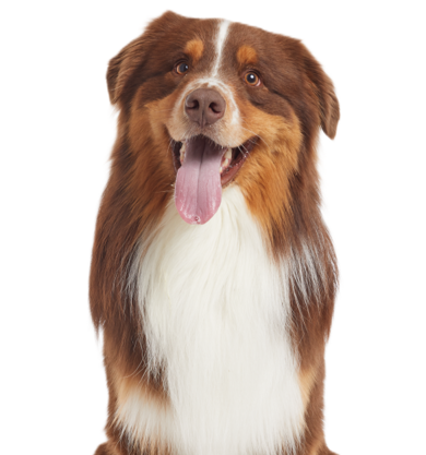 Dog Services pg_Hero7