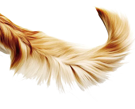 DogTail 1