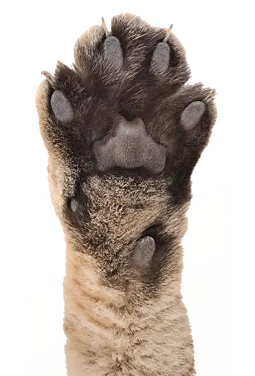 Paw 1