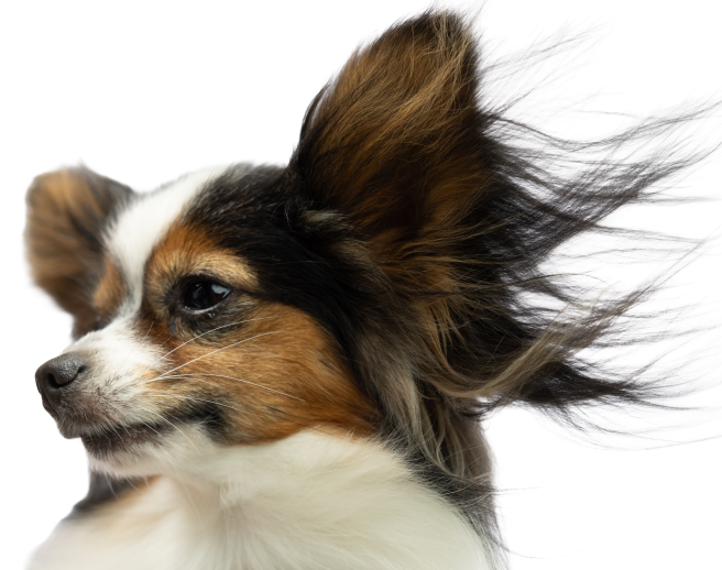 HP_PapillonWindblown-nobkg-cropped-656
