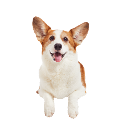 dog2 1