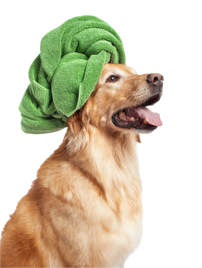 HP_Hero_dog towel